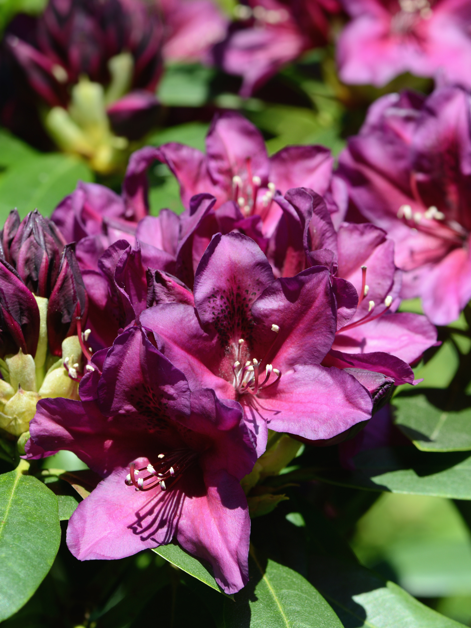 Haaga Rhododendron — Corn Hill Nursery